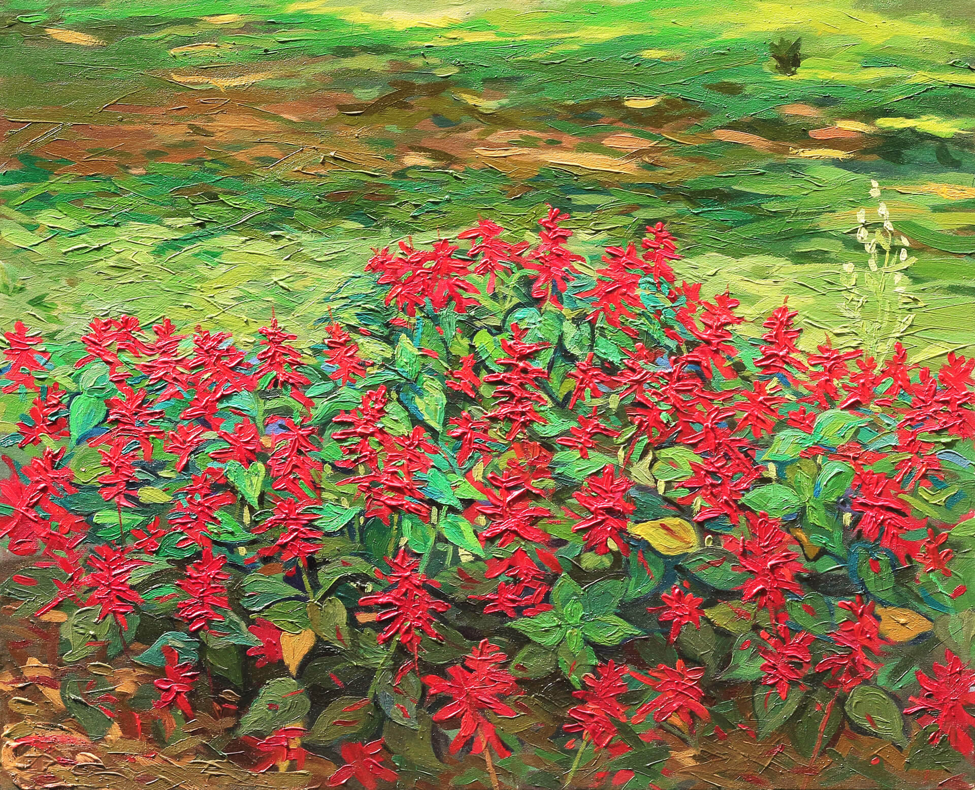 Red sage(salvia study)